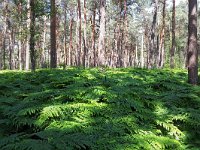 NL, Noord-Brabant, Bladel, Neterselsche Heide 10, Saxifraga-Tom Heijnen