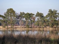 NL, Noord-Brabant, Bladel, Neterselsche Heide 11, Saxifraga-Tom Heijnen