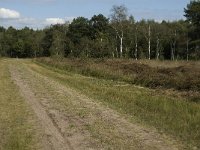 NL, Noord-Brabant, Bladel, Neterselsche Heide 12, Saxifraga-Jan van der Straaten