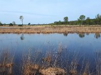 NL, Noord-Brabant, Bladel, Neterselsche Heide 12, Saxifraga-Tom Heijnen