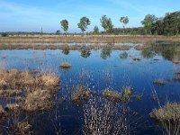 NL, Noord-Brabant, Bladel, Neterselsche Heide 13, Saxifraga-Tom Heijnen