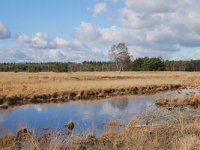 NL, Noord-Brabant, Bladel, Neterselsche Heide 3, Saxifraga-Tom Heijnen