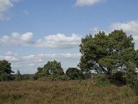 NL, Noord-Brabant, Bladel, Neterselsche Heide 4, Saxifraga-Jan van der Straaten