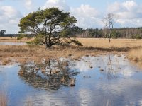 NL, Noord-Brabant, Bladel, Neterselsche Heide 4, Saxifraga-Tom Heijnen