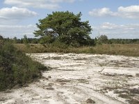 NL, Noord-Brabant, Bladel, Neterselsche Heide 5, Saxifraga-Jan van der Straaten