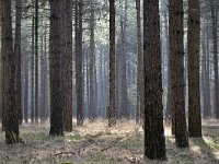 NL, Noord-Brabant, Bladel, Neterselsche Heide 61, Saxifraga-Tom Heijnen