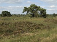 NL, Noord-Brabant, Bladel, Neterselsche Heide 7, Saxifraga-Jan van der Straaten