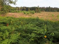 NL, Noord-Brabant, Bladel, Neterselsche Heide 9, Saxifraga-Tom Heijnen