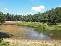 NL, Noord-Brabant, Bladel, lake N of Hoogeloon 1, Saxifraga-Tom Heijnen