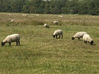 NL, Noord-Brabant, Boxtel, Banisveld 1, Saxifraga-Jan van der Straaten