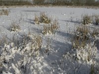 NL, Noord-Brabant, Boxtel, Banisveld 11, Saxifraga-Jan van der Straaten