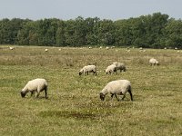 NL, Noord-Brabant, Boxtel, Banisveld 2, Saxifraga-Jan van der Straaten