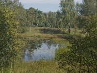 NL, Noord-Brabant, Boxtel, Bosven 1, Saxifraga-Jan van der Straaten