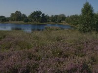 NL, Noord-Brabant, Boxtel, Brandven 13, Saxifraga-Jan van der Straaten