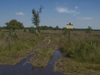 NL, Noord-Brabant, Boxtel, Brandven 17, Saxifraga-Jan van der Straaten