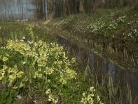 NL, Noord-Brabant, Boxtel, Bundersdijk 9, Saxifraga-Willem van Kruijsbergen