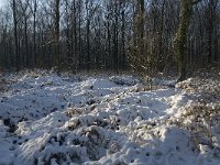 NL, Noord-Brabant, Boxtel, De Geelders 11, Saxifraga-Jan van der Straaten