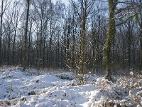 NL, Noord-Brabant, Boxtel, De Geelders 13, Saxifraga-Jan van der Straaten