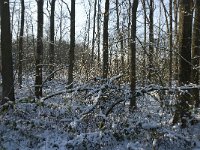 NL, Noord-Brabant, Boxtel, De Geelders 2, Saxifraga-Jan van der Straaten