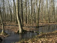 NL, Noord-Brabant, Boxtel, De Geelders 22, Saxifraga-Willem van Kruijsbergen