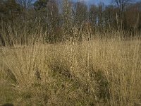 NL, Noord-Brabant, Boxtel, De Geelders 23, Saxifraga-Willem van Kruijsbergen