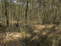 NL, Noord-Brabant, Boxtel, De Geelders 29, Saxifraga-Willem van Kruijsbergen