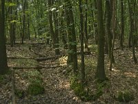 NL, Noord-Brabant, Boxtel, De Geelders 44, Saxifraga-Jan van der Straaten