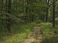 NL, Noord-Brabant, Boxtel, De Geelders 48, Saxifraga-Jan van der Straaten