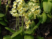 NL, Noord-Brabant, Boxtel, De Scheeken 7, Saxifraga-Jan van der Straaten