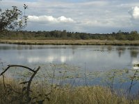 NL, Noord-Brabant, Boxtel, Flessenven 2, Saxifraga-Marijke Verhagen