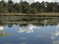 NL, Noord-Brabant, Boxtel, Flessenven 3, Saxifraga-Jan van der Straaten