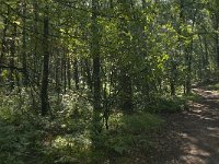 NL, Noord-Brabant, Boxtel, Fransman 2, Saxifraga-Jan van der Straaten