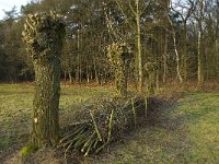 NL, Noord-Brabant, Boxtel, Het Speet 15, Saxifraga-Jan van der Straaten