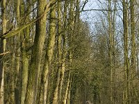 NL, Noord-Brabant, Boxtel, Het Speet 3, Saxifraga-Jan van der Straaten