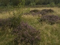 NL, Noord-Brabant, Boxtel, Het Speet 35, Saxifraga-Marijke Verhagen