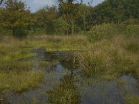 NL, Noord-Brabant, Boxtel, Het Speet 38, Saxifraga-Jan van der Straaten