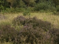 NL, Noord-Brabant, Boxtel, Het Speet 39, Saxifraga-Marijke Verhagen