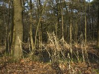 NL, Noord-Brabant, Boxtel, Het Speet 9, Saxifraga-Jan van der Straaten