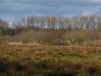 NL, Noord-Brabant, Boxtel, Hezelaarsbroek 4, Saxifraga-Jan van der Straaten