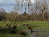 NL, Noord-Brabant, Boxtel, Hezelaarsbroek 5, Saxifraga-Jan van der Straaten