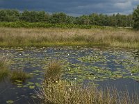 NL, Noord-Brabant, Boxtel, Huisvennen 10, Saxifraga-Jan van der Straaten