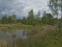 NL, Noord-Brabant, Boxtel, Huisvennen 8, Saxifraga-Jan van der Straaten