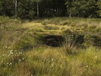 NL, Noord-Brabant, Boxtel, Kampina 16, Saxifraga-Jan van der Straaten