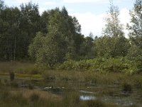 NL, Noord-Brabant, Boxtel, Kampina 2, Saxifraga-Marijke Verhagen