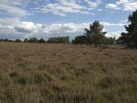 NL, Noord-Brabant, Boxtel, Kampina 20, Saxifraga-Jan van der Straaten