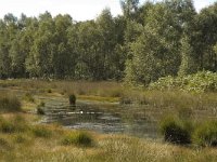 NL, Noord-Brabant, Boxtel, Kampina 6, Saxifraga-Jan van der Straaten