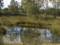 NL, Noord-Brabant, Boxtel, Kampina 7, Saxifraga-Jan van der Straaten