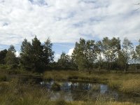 NL, Noord-Brabant, Boxtel, Kampina 9, Saxifraga-Jan van der Straaten