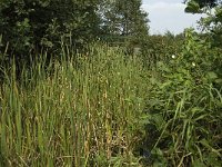 NL, Noord-Brabant, Boxtel, Kampina, Heiloop 2, Saxifraga-Jan van der Straaten