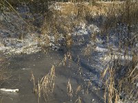 NL, Noord-Brabant, Boxtel, Kampina, Heiloop 6, Saxifraga-Jan van der Straaten